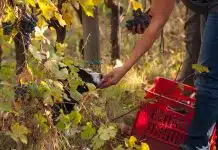 meilleures bouteilles de vin rouge de Giulia Negri