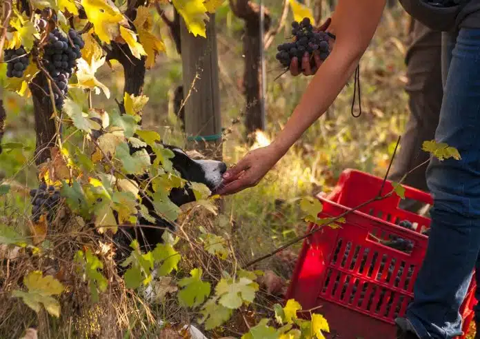 meilleures bouteilles de vin rouge de Giulia Negri