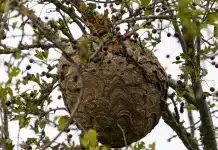 Comment procède un exterminateur de nuisibles ?