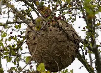 Comment procède un exterminateur de nuisibles ? Comment procède un exterminateur de nuisibles ?