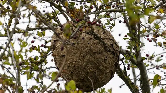 Comment procède un exterminateur de nuisibles ?