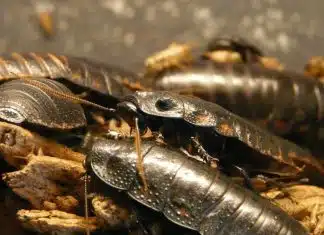 Comment se débarrasser des cafards et des blattes à Angers ? Comment se débarrasser des cafards et des blattes à Angers ?