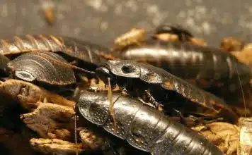 Comment se débarrasser des cafards et des blattes à Angers ? Comment se débarrasser des cafards et des blattes à Angers ?