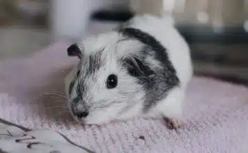 Quel âge ont les cochons d’Inde dans les animaleries ?