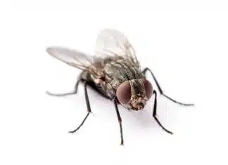 Pupes de mouche dans la maison : les solutions